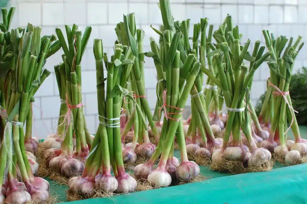 A Newly Harvested Garlic