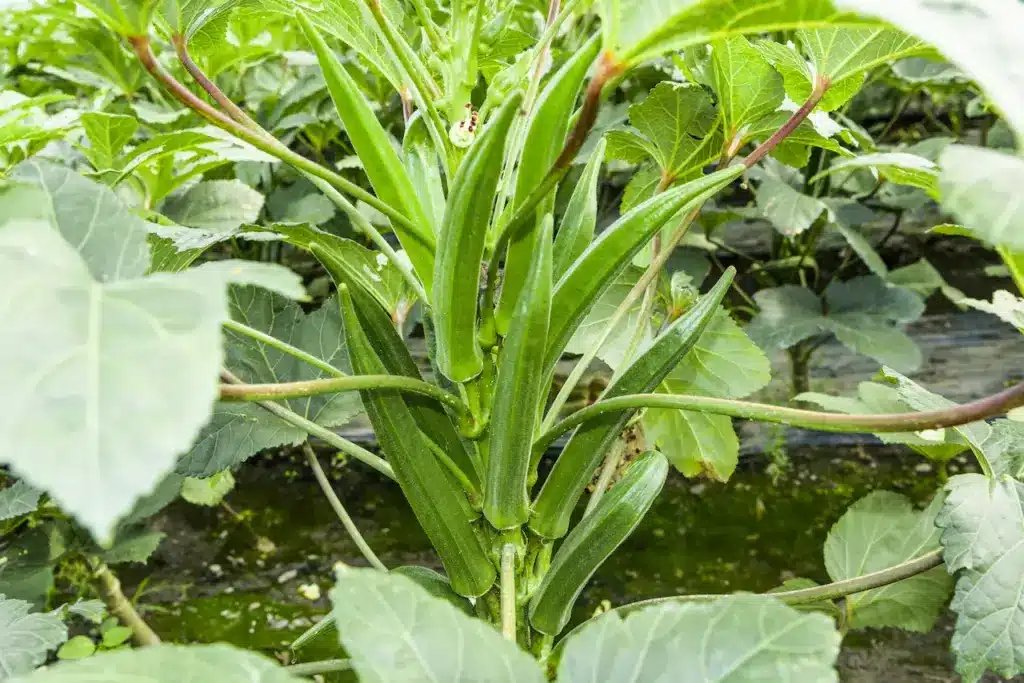 Okra Fruit is in the Fruiting Stage