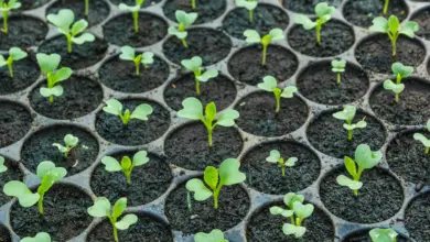 Seed Starting Essentials Young Seedlings In Tray