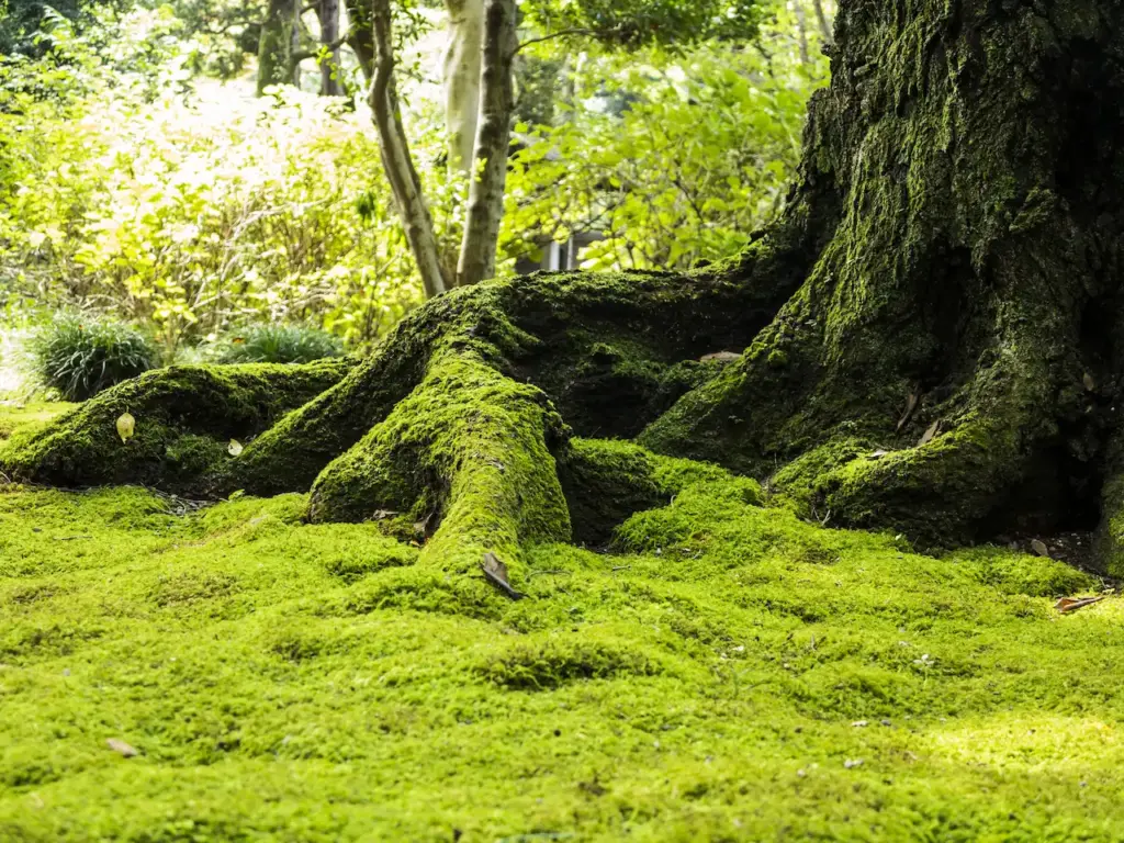 Green Moss Covering The Ground World of Moss Gardening