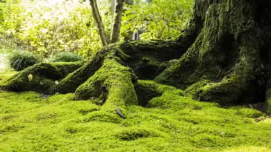Green Moss Covering The Ground World of Moss Gardening
