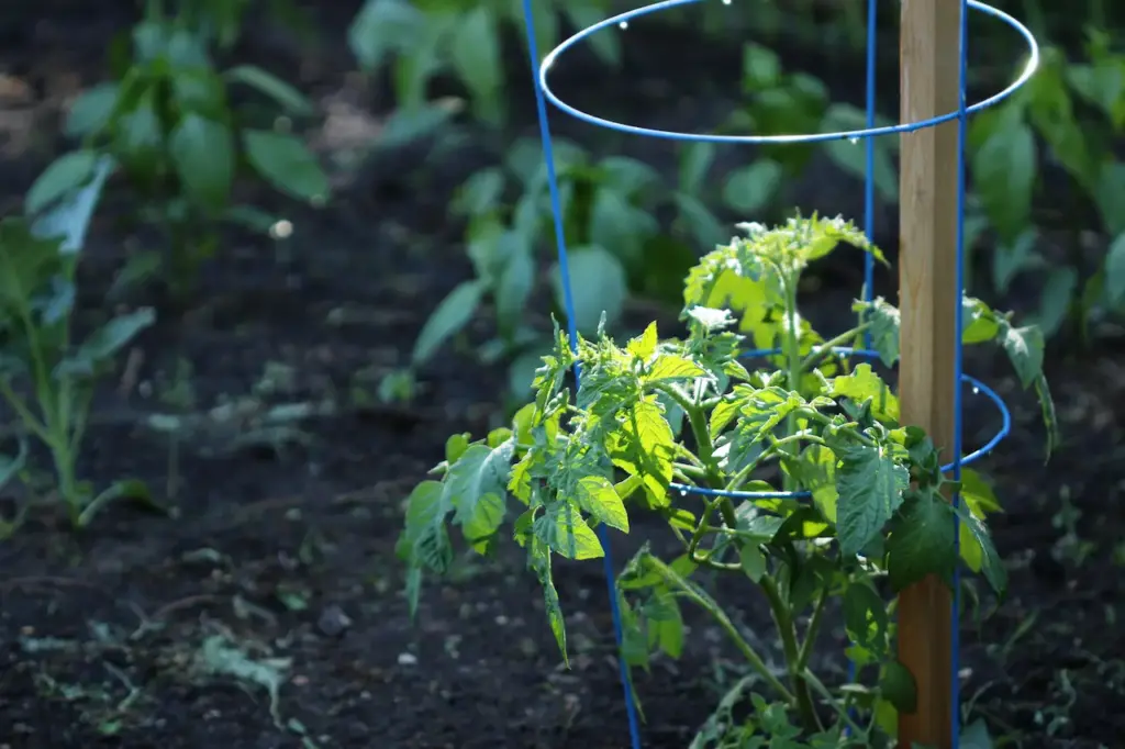 Young Tomato Plant Growing Inside A Garden Cage