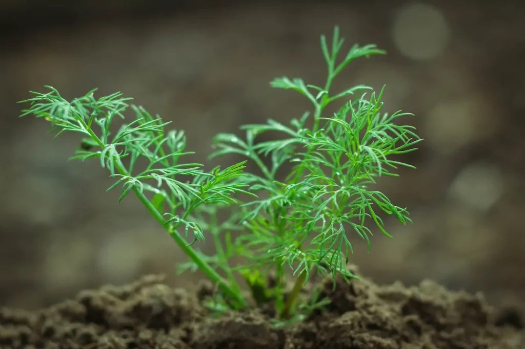 Dill Herb Growing in the Garden 