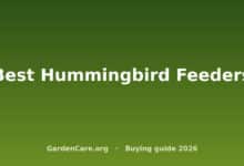Best Hummingbird Feeders