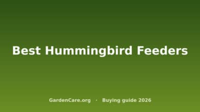 Best Hummingbird Feeders