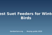 Best Suet Feeders for Winter Birds