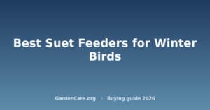 Best Suet Feeders for Winter Birds
